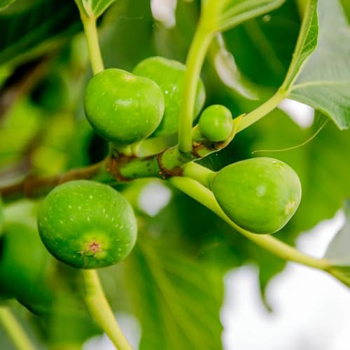 500 Pcs Feigenbaum Winterhart Samen, Feigen, Feige Bäume Garten Winterhart, Obstbaum Früchte (Ficus Carica) Winterharte Balkonpflanzen, Pflanzen Züchten Steingartenpflanzen Winterhart,