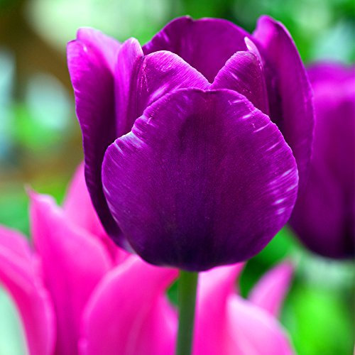 Tulipes Negrita Pourpre Plante à bulbe miniature Floraison printanière Intérieur et extérieur