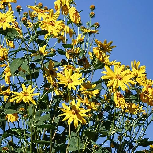50 pcs Topinambur Pflanze Samen, Kräuterbeet Für Die Küche, Pflanzensamen (Helianthus tuberosus) Heilpflanzen Samen, Pflanzen Garten Kräuterpflanzen, Gartenpflanzen Indoor Kräutergarten,