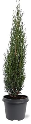 Ciprés Natural Seto de Cultivo Exterior