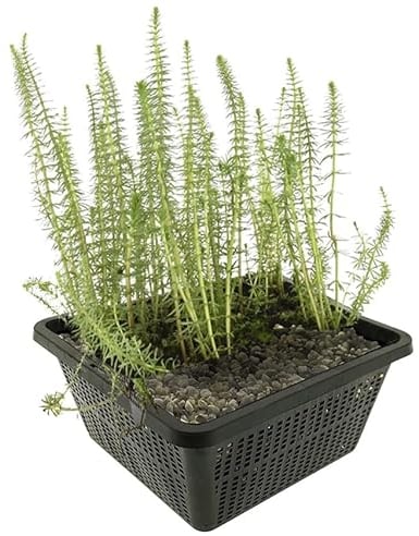 vdvelde.com - Tannenwedel - 4 Stück - 1 Teichkorb - Hippuris Vulgaris - - Sauerstoffpflanze- Ausgewachsene Höhe: 30 cm- Platzierung: -1 bis -20 cm