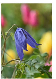 Clematis Alpina 'Blue Dancer'