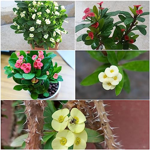 200 pcs christusdorn kaufen samen - winterfeste pflanzen für balkon,Euphorbia milii, pflanzensamen winterfeste pflanzen für garten plant winterfeste pflanzen für kübel sommerblumen
