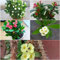 200 pcs christusdorn kaufen samen - winterfeste pflanzen für balkon,Euphorbia milii, pflanzensamen winterfeste pflanzen für garten plant winterfeste pflanzen für kübel sommerblumen