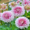 4 pcs dahlien knollen winterhart, zwiebeln frühblüher zwiebeln balkon pflanze frühlingsblumen zwiebeln bienenwiese geschenke für den garten blumendeko balkonblumen zwiebel balkonpflanzen