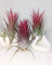 Planta de Aire Tillandsia Rojo Ionantha