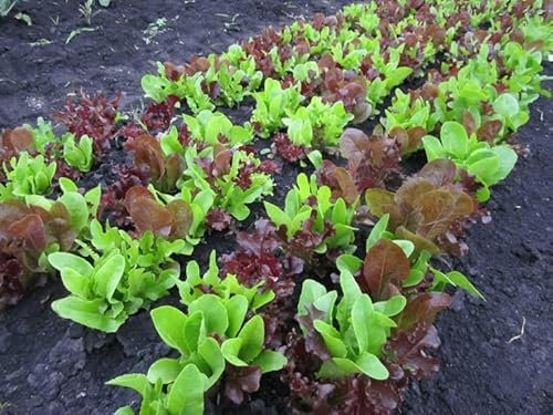 Laitue - Gourmet Looseleaf coupe mélange 100 graines
