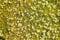 Sagina subulata 'Aurea' ca. 9x9 cm Topf - Goldmoos, leuchtend gelbgrüner Teppich, ideal für Steingärten und als Bodendecker, pflegeleicht und trittfest