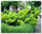 10 x Euphorbia characias ssp. 'Wulfenii' (Stauden/Staude/Mehrjährig/Winterhart/Immergrün) Mittelmeer-Wolfsmilch - Mediterrane Schönheit mit dramatischer Wirkung - Bienenfreundlich - von Stauden Gänge