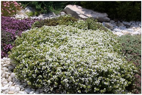 Stauden Gänge 25 x Thymus praecox 'Albiflorus' Weißer Polsterthymian | Weißer Bodendecker für Sonne, Blüte Mai bis Juli, mehrjährig, 9x9 cm Topf