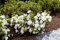 Rhododendron obtusum 'Schneeperle' 40-50 cm - Azalee, weiße Blüten, Blütezeit April-Mai, ideal für Kübel und Rabatten, winterhart und pflegeleicht
