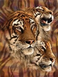 3D LiveLife Lenticular Pictures - Tiger Stripes from Deluxebase. A3 Unframed Deep 3D Effect Animal Wall Art for Living Room, Bedroom or Kitchen. Unique Tiger Print Poster for Home Decor.