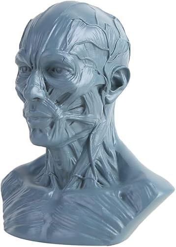 KAWAKUBO Menschliche Büste Skulptur Statue Harz Skizze Zeichnen Gips Guss Künstler Modell Decor (Grey)