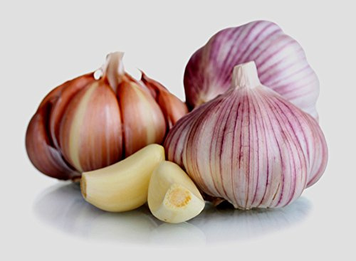 Garlic Bulb (3 Pack), Fresh Siberian HARDNECK Garlic Bulb for Planting and Growing Your OWN Garlic OR Eating, Purple