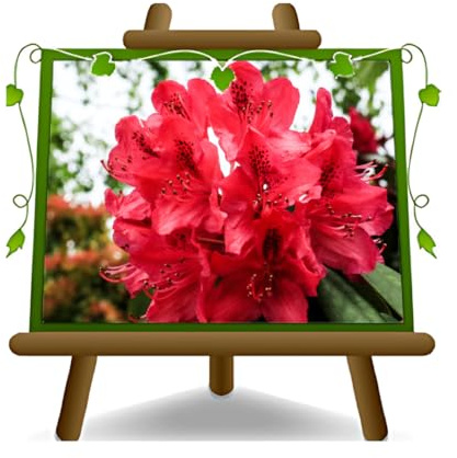 EURO PLANTS VIVAI Rhododendron Rosso Erato' Pianta Ornamentale Vaso 22 cm