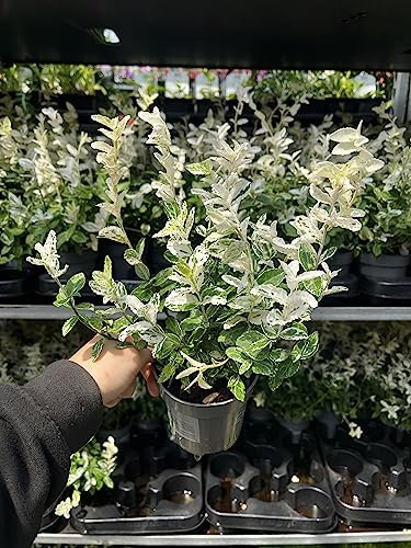 Euonymus Harlequin | Hardy Evergreen Shrub | Low Growing | Supplied in a 9cm Pot