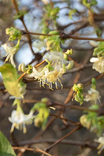 Lonicera purpusii 40-60 cm - Wintergeißblatt, cremeweiße Blüten, Blütezeit Januar-März, duftend, ideal für Hecken, winterhart und bienenfreundlich