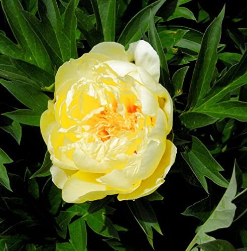 Halbstrauchige Pfingstrose Bartzella - Paeonia itoh - lebende Gartenpflanze aus den Baumschulen