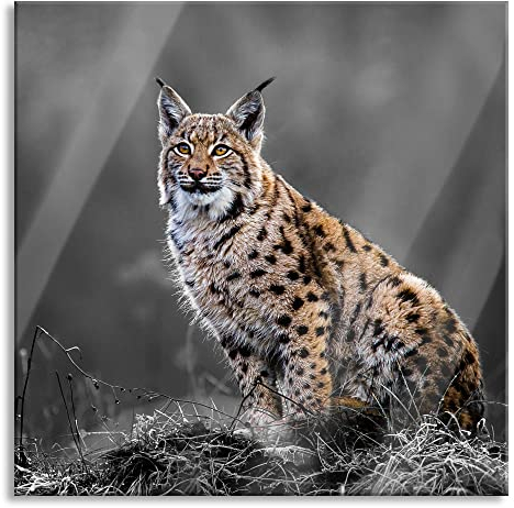 Pixxprint Glasbild, Wandbild auf Echtglas, Europäischer Luchs auf Wiese B&W Detail, 50x50 cm, inkl. Aufhängung und Abstandshalter