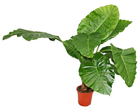 Alocasia cucullata Plante solitaire 21 cm - Oreille d'éléphant - Hauteur 80 cm - 100 cm