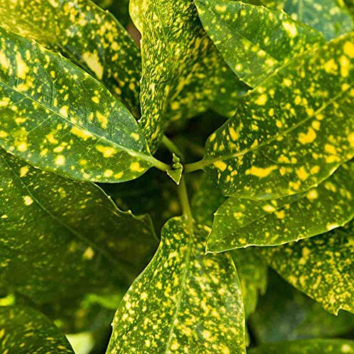 Japanische Aukube 'Crotonifolia' - Aucuba Japonica Crotonifolia - 30-40 cm Topf: Blätter mit Flecken
