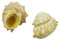 Coquillage naturel,Coquillages de plage, Coquille de bernard-l'ermite, 0,78 à 1,35 pouce, calibre de la coquille : 0,39 pouce, coquille de croissance naturelle adaptée aux produits de bernard-l'ermite