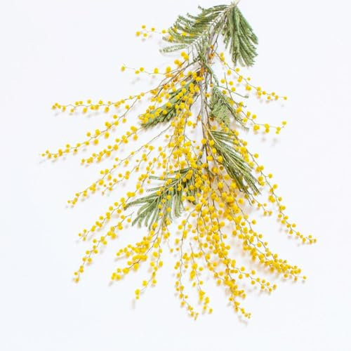 20 pcs Mimosen Pflanzen Samen deko blumen, balkonpflanzen Bonsai Samen Mimose, pflanzen für draußen winterhart hochbeet balkon blumensamen bienenwiese winterharte pflanzen für balkon
