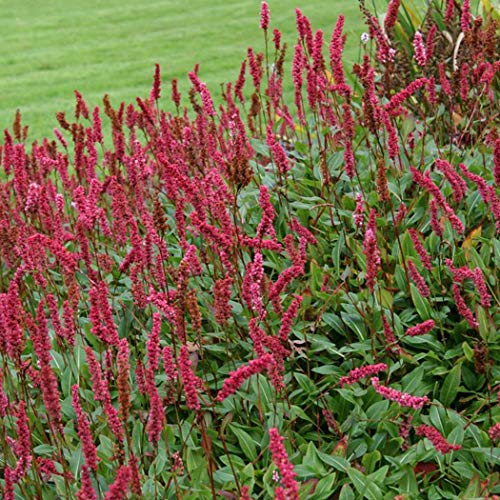 6 x Knöterich 'Superba' - Persicaria Affinis 'Superba' Topf 9x9cm: Vielseitige Bodendecker mit rosaroten Blüten.