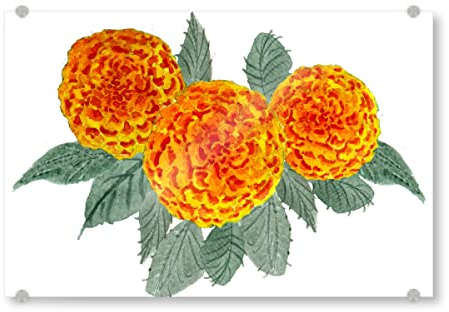 artboxONE Acrylglasbild 90x60 cm Natur Orange Hortensien Bild hinter Acrylglas - Bild hortensien blüten farbenfroh
