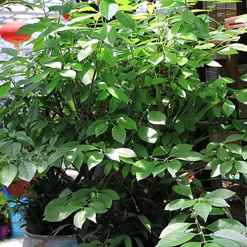 150 pcs Zimt Pflanzen samen - nachhaltige geschenke für frauen,cinnamomum cassia, indoor kräutergarten topfpflanzen draußen winterhart deko wohnzimmer modern baumsamen heilkräuter