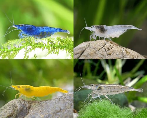 Garnelen Set für Leitungswasser & hartes Wasser - Blue Dream, Yellow Fire, White Pearl & Amanogarnele - Pflegeleichte Neocaridina Garnelen für Anfänger im Aquarium - mehr als 60L