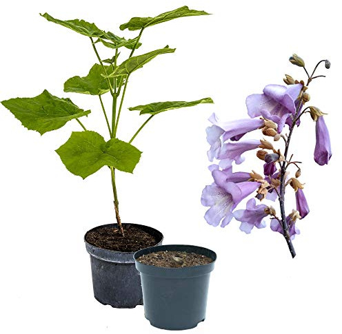 5 x Paulownia Blauglockenbaum TOMENTOSA, extrem schnellwüchsig; auch Kiri-Baum, Kaiserbaum oder Empress tree für Wertholz/Energieholz, keine Samen! (2-3 Liter Topf)