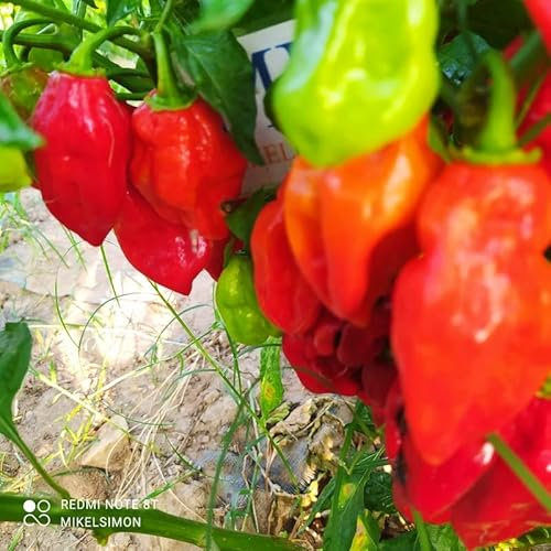 Scotch Bonnet Trinidad Red,10 Seeds,Capsicum chinense (171)
