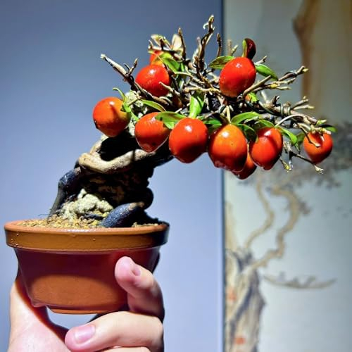 50 pcs kaki baum pflanze winterhart samen saatgut kaki baum samen obstbäume obstbäume kaufen säulenobstbäume gartendeko für draußen bio saatgut gartenpflanzen gartenpflanzen winterhart