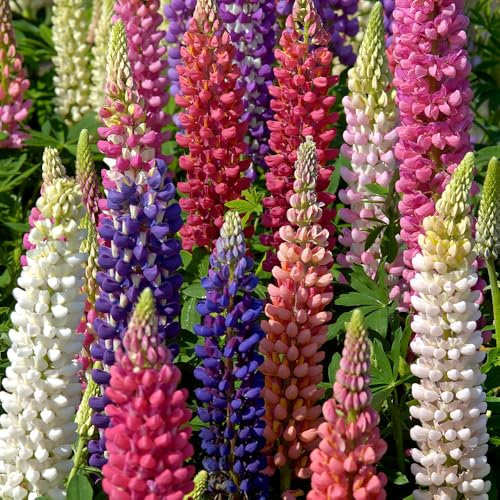 Lupin Russells Hybrids Seeds – Mix of Vibrant Colours – Hardy Perennial – Must Have for Borders – for Your Beautiful Garden