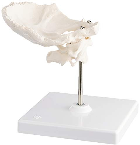 3B Scientific Menschliche Anatomie - Atlas und Axis, mit Hinterhauptschuppe + kostenlose Anatomie App - 3B Smart Anatomy