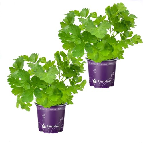 Florapartner Glatte Petersilie Petroselium crispum Gigante di Napoli Kräuter Pflanze 2stk