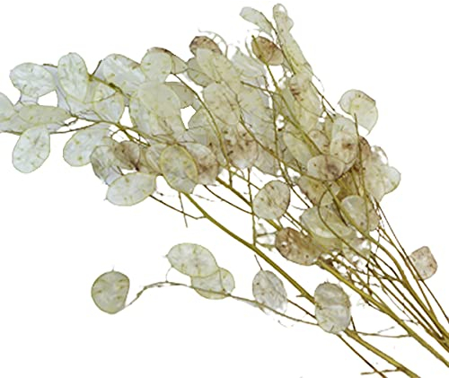Zelda Bomboniere Lunaria 40 g Flores secas naturales estabilizadas composición floral