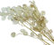 Zelda Bomboniere Lunaria 40 g Flores secas naturales estabilizadas composición floral