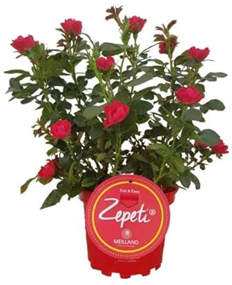 Rosal Zepeti Dale Vida a tu Jardín con Esta Planta Viva con Mucha Floración