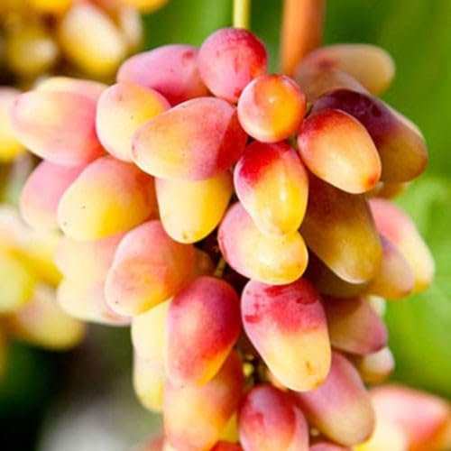 Tafeltrauben weiß-rosa Rosalinda große Früchte, robust, knusprig, früh, 2 Liter Topf 20-30 cm