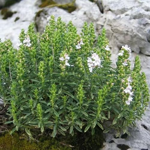 200 Pcs Bohnenkraut Pflanze Samen - Kräutergarten Küche Gartenpflanzen, Wildblumen Balkonblumen Bohnenkraut Samen, Bio Saatgut, Wildblumensamen Mehrjährig Winterhart Indoor Kräutergarten,