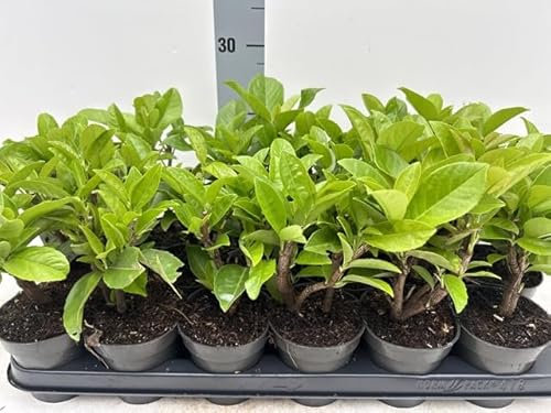 10 x Cherry Laurel Hedging Plants, 20-30cm, Bushy, Evergreen, Low Maintenance, 10 x 9cm Growers Pot