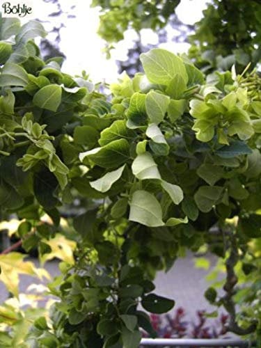 Zwerg-Korkenzieher-Robinie Twisty Baby - Robinia pseudoacacia Twisty Baby - 40-50cm