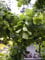 Zwerg-Korkenzieher-Robinie Twisty Baby - Robinia pseudoacacia Twisty Baby - 40-50cm