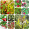 semi di mirtillo rosso selvatico - piante in vaso resistenti all'esterno semi di albero da frutto a spalliera piante da giardino piantare bacche piante da giardino semi esotici di 350pcs