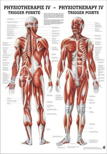 Ruediger Anatomie PHYS IV Triggerpunkte Tafel, 50 cm x 70 cm, Papier