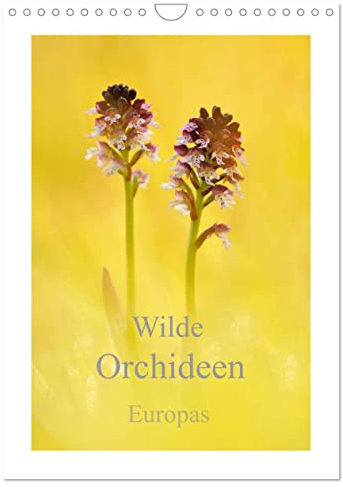 Wilde Orchideen Europas (Wandkalender 2024 DIN A4 hoch), CALVENDO Monatskalender: Heimische wilde Orchideen (CALVENDO Natur)