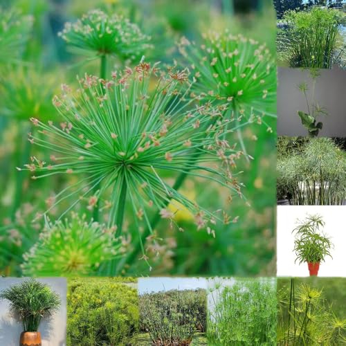 200 pcs papyrus pflanze samen - topfpflanzen draußen winterhart Cyperus papyrus, ausgefallene geschenke pflanzensamen zimmerpflanzen gewächshaus balkon mini garten dekopflanzen wilder