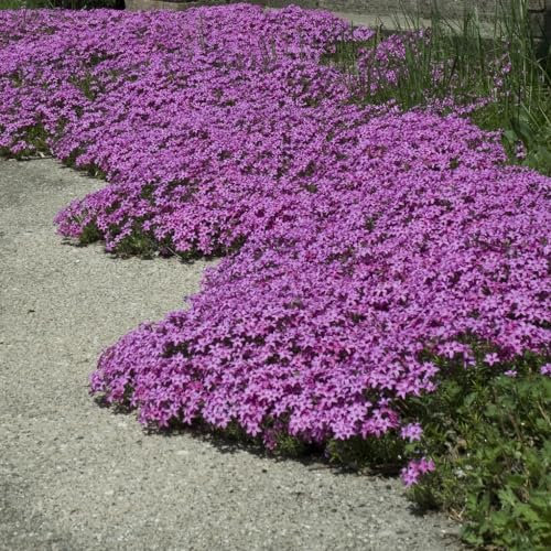 Creeping Phlox 'Red Wing'. 9cm Plant x 2. Perennial Flowers Ideal for rockeries. Moss Phlox. Available from Bedwen Plants